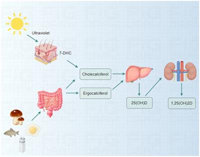 The complex relationship between vitamin D and kidney stones: balance, risks, and prevention strategies